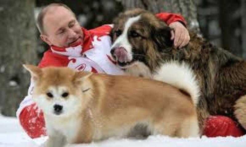 بوتين حقق أمنية طفلة صغيرة تدعى ”ماشا” ويرسل لها ”كلب صغير”